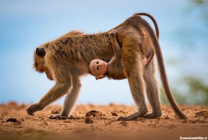 چسبیدن بچه میمون سریلانکایی به مادرش (عکس)