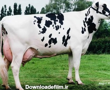 ویژگی های یک گاو شیری خوب – شرکت کشاورزی و دامپروری ملارد شیر