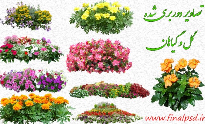 عکس گل و گیاه زینتی