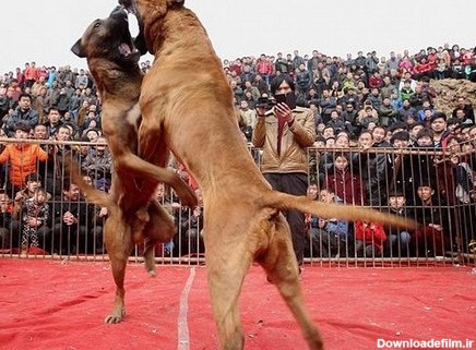 جنگ سگ ها در چین (عکس)