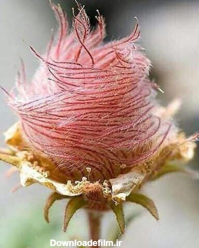 عجیبترین و نایاب ترین گل رز دنیا که تابحال ندیده اید + عکس