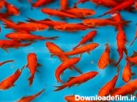 ماهی قرمز | چگونه می توانیم ماهی قرمز را پرورش و نگهداری نماییم