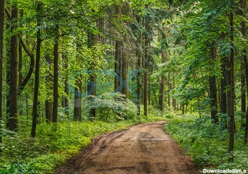 دانلود عکس جنگل سر سبز زیبا با کیفیت بالا