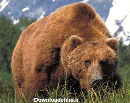 لقمه‌ای بسیار بزرگتر از دهان خرس غول‌پیکر کودیاک / عکس - خبرآنلاین