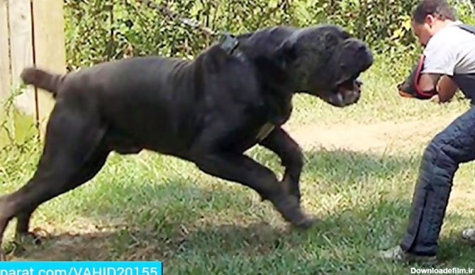 غولپیکرترین قوی ترین و بزرگ ترین سگ های دنیا!