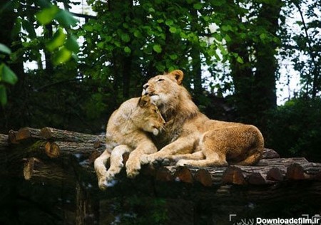 عکس: عاشقانه های دنیای حیوانات
