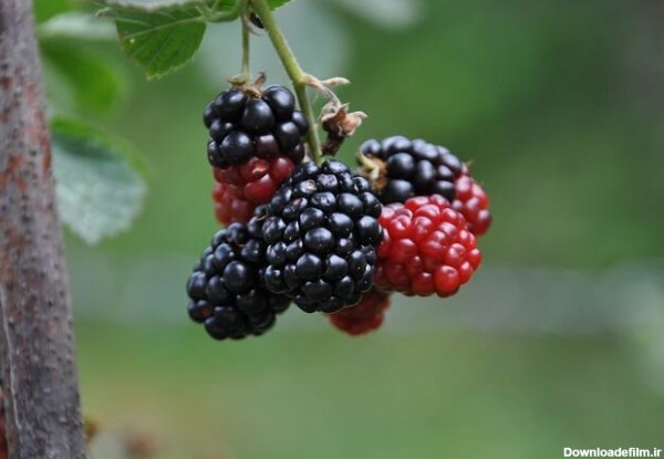 خواص توت سیاه و برگ توت سیاه برای دیابت و کلسترول + مضرات، خواص درمانی و عوارض توت سیاه