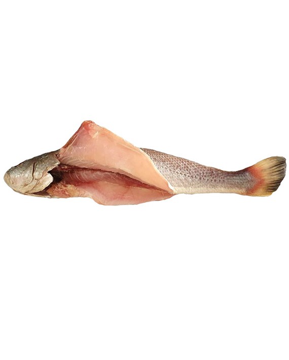 ماهی شوریده شکم خالی