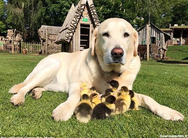 عکس| این سگ پدرخوانده 9 جوجه اردک شده است
