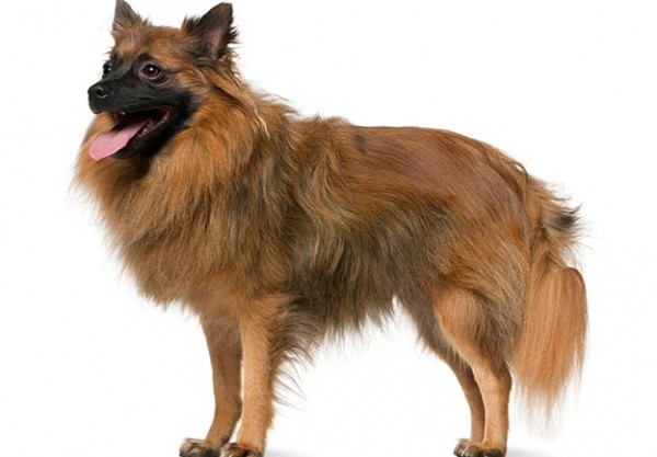 مشخصات کامل، قیمت و خرید نژاد سگ ژرمن اشپیتز (German Spitz) | پت راید