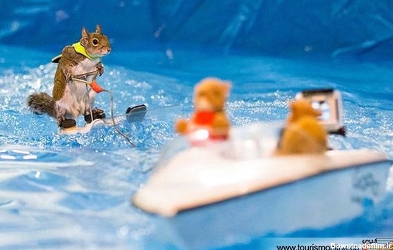 وقتی سنجاب کوچک روی آب اسکی می کند! / عکس