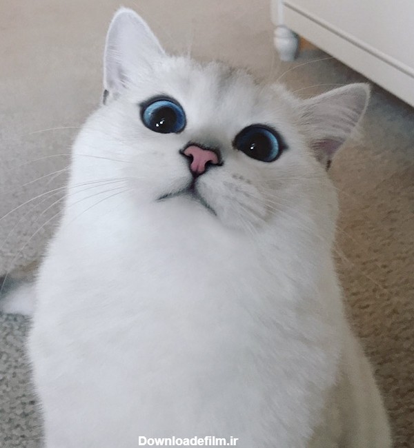 گربه ای با زیباترین چشم های دنیا
