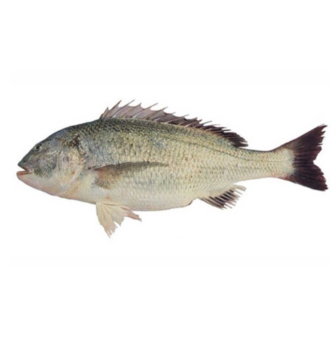 ماهی صبیتی (چندال/جهرو/جاهرو) | فروشگاه محصولات دریایی ...