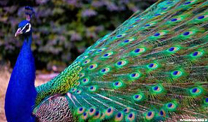 زیبایی خلقت خداوند در بال‌های طاووس