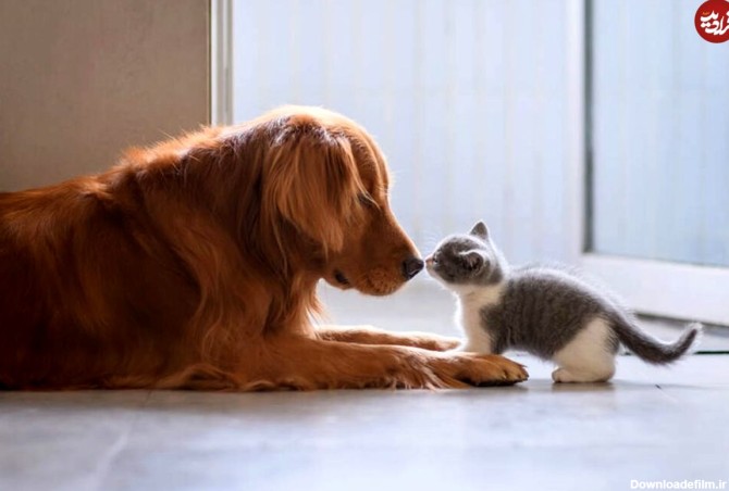 ویدئو) سگ های مهربانی که بچه گربه بزرگ کرده اند!