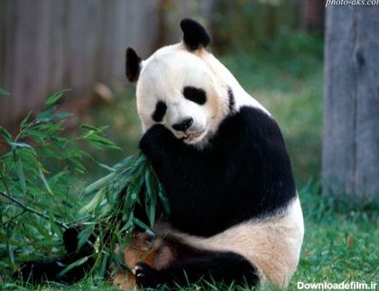 خرس پاندا aks khers panda