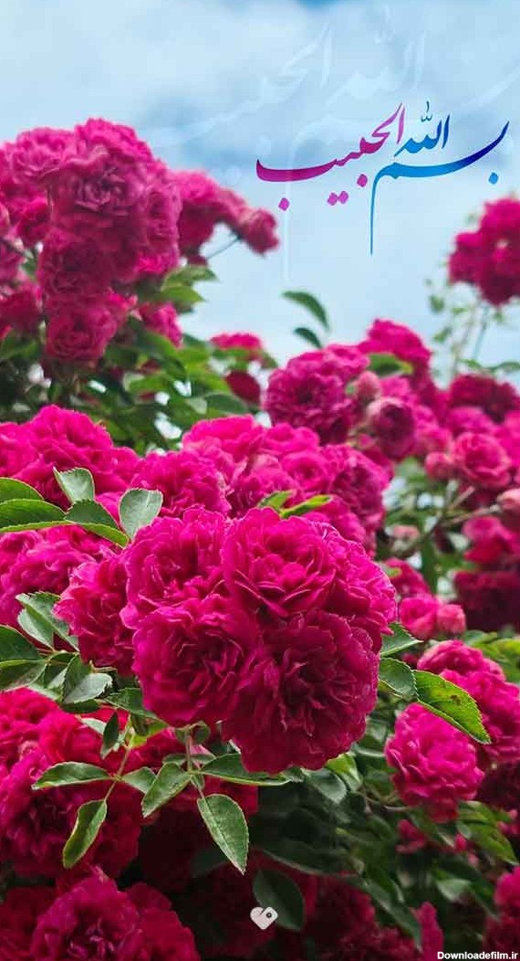 جدیدترین عکس گل زیبا و خاص برای صفحه مجازی خود و یا استوری - گلی خانوم