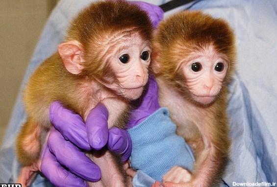 تولد اولین میمون‌های ترکیبی جهان+ عکس