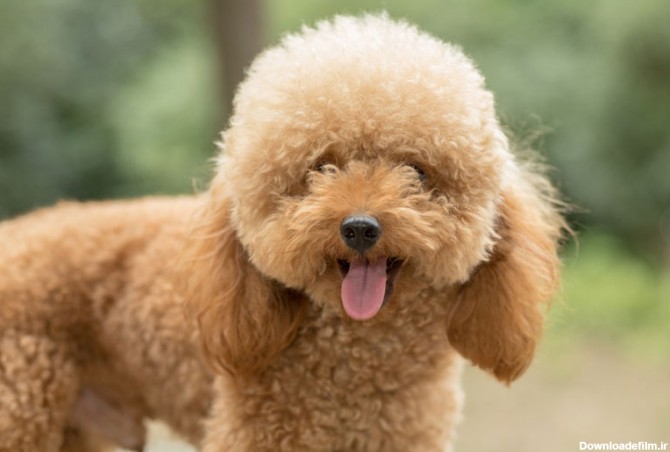 مشخصات کامل، قیمت و خرید نژاد سگ پودل میناتوری (Poodle-Miniature ...