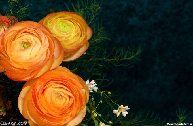 55 عکس زیبا از گل آلاله که چشم هایتان را خیره می کند