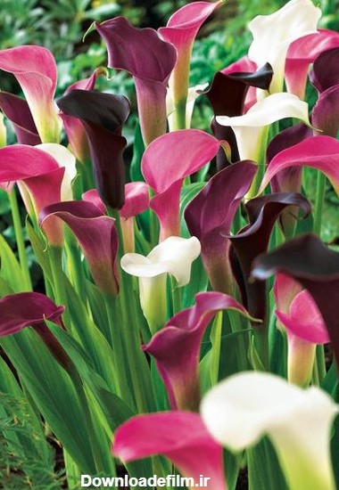 همه چیز در مورد لیلیوم کالا (CALLA LILIES) | گل شیپوری | خرید گل ...