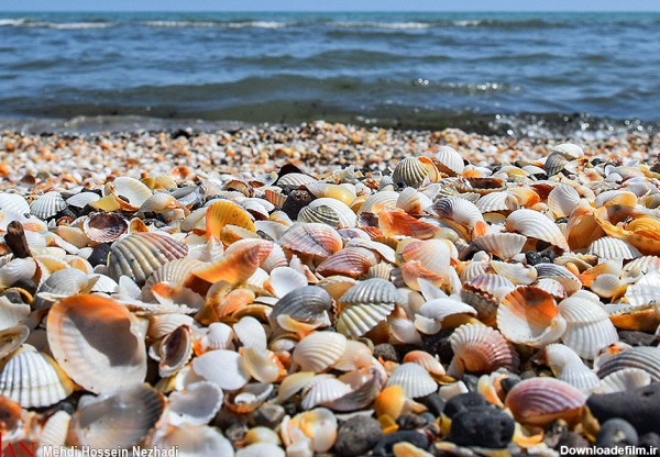 صدف‌های فوق العاده زیبای دریای خزر + عکس - بهداشت نیوز