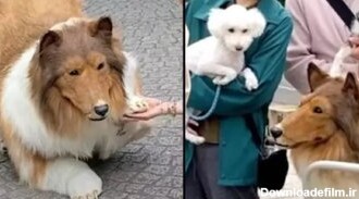 این مرد ژاپنی خود را تبدیل به سگ کرد! +عکس
