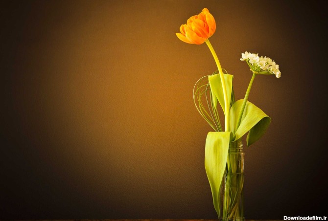 40 عکس گل های زیبای جهان با کیفیت برای پس زمینه و پروفایل