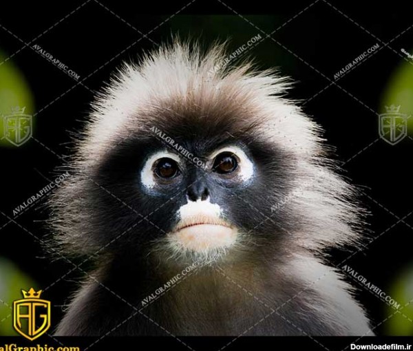 عکس با کیفیت میمون عجیب مناسب برای طراحی و چاپ - عکس میمون - تصویر میمون - شاتر استوک میمون - شاتراستوک میمون