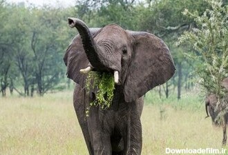 فیل‌هایی که مثل آدم غذا می‌خورند، یک کشف شگفت‌انگیز