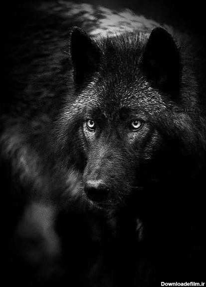 مجموعه 40 عکس گرگ سیاه وحشی برای والپیپر و پروفایل - مینویسم
