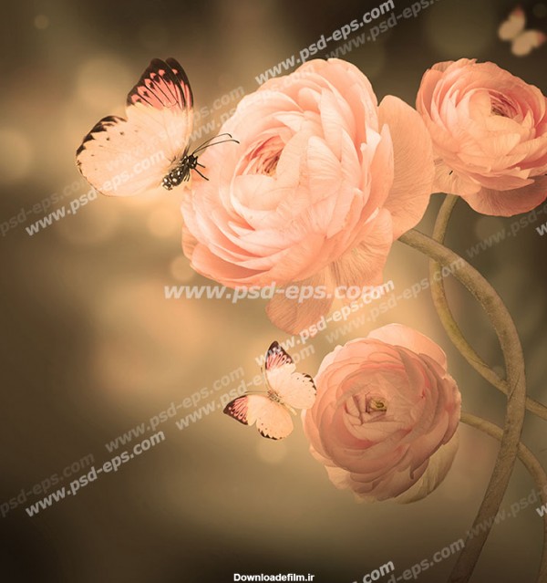 عکس با کیفیت تبلیغاتی پروانه بر روی گل های زیبا - لایه باز طرح ...