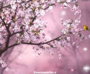 طبیعت گل های بهاری صورتی pink spring flowers
