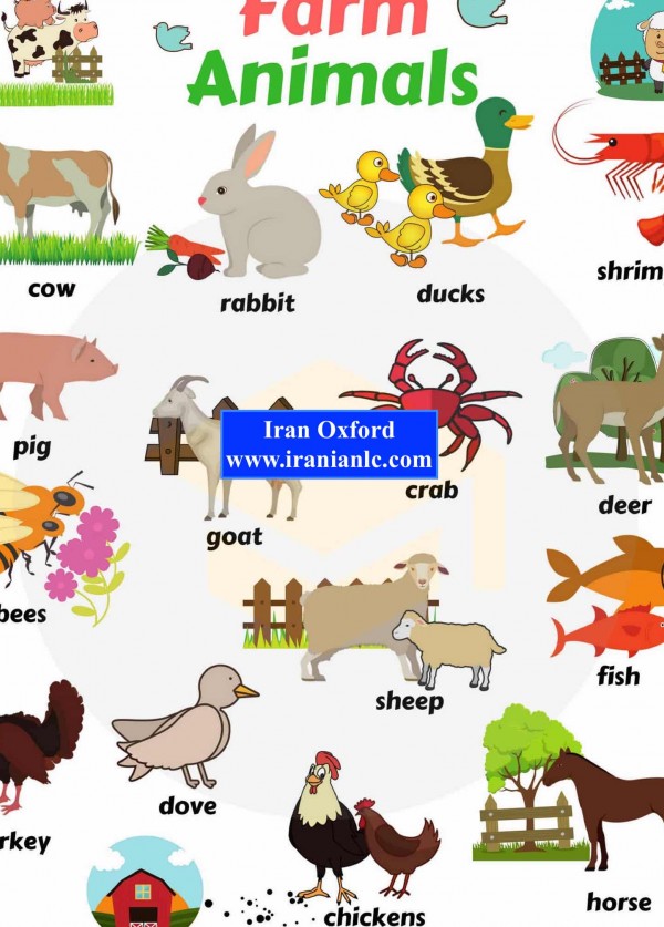 آموزش اسامی حیوانات به انگلیسی با تصویر | ایران آکسفورد