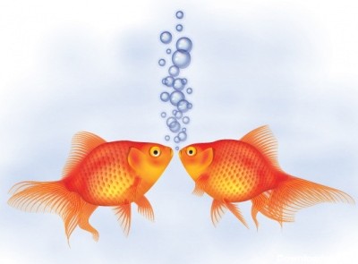 آموزش ایلوستریتور - چگونگی طراحی و اجرای یک جفت ماهی قرمز با ...