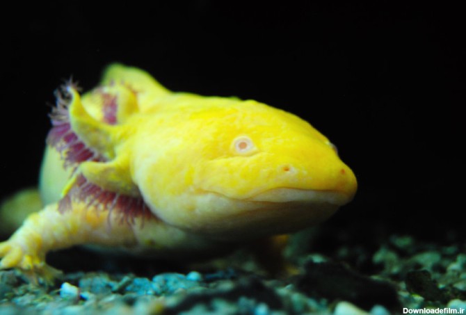 اکسولوتل، یک ماهی شگفت انگیز + تصاویر