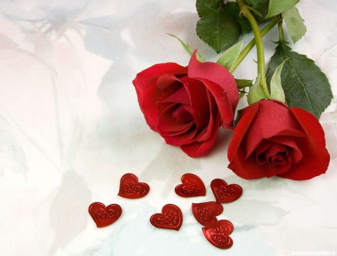 گل رز قرمز همراه با قلبهاي قرمز