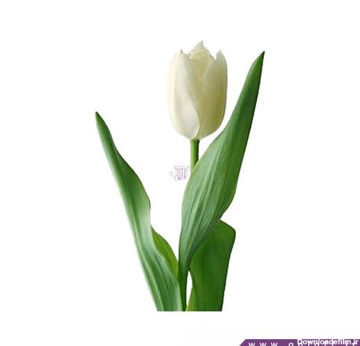 گل لاله یالوا - Tulip | گل آف