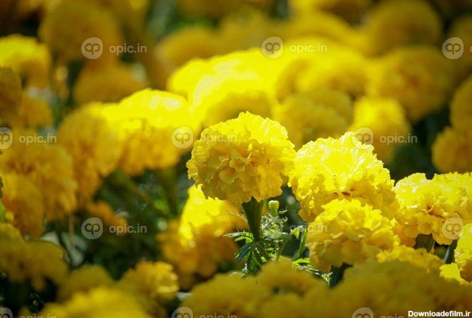 دانلود عکس گل های گل همیشه بهار زرد زیبا که در باغ تابستانی ...