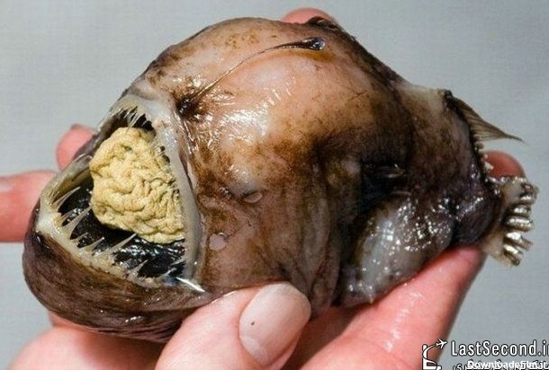زشت ترین و بدریخت ترین ماهی های دنیا + تصاویر | لست‌سکند