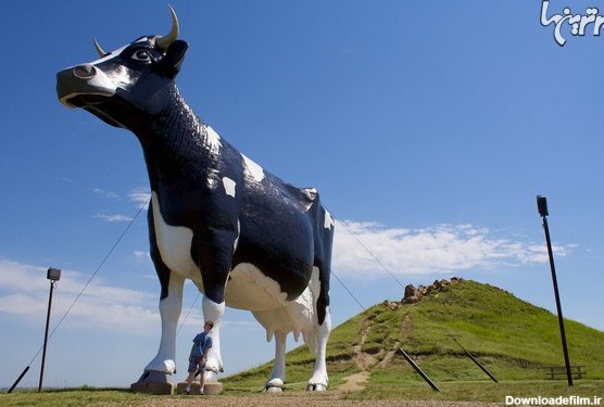سیلم سو؛ بزرگترین گاو جهان