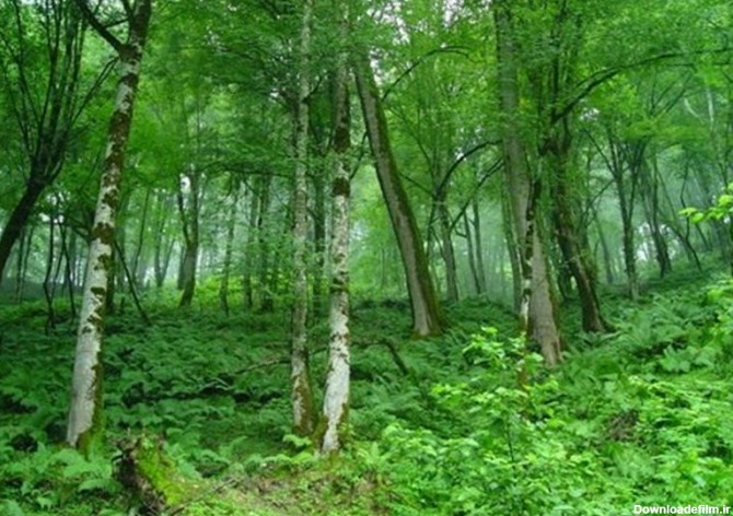 جنگل های شمال ایران بزرگ ترین میراث طبیعی جهان است - تسنیم
