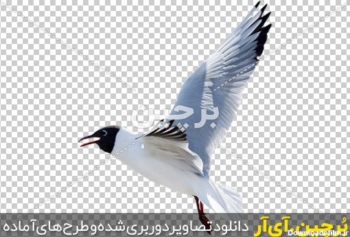 Borchin-ir-transparent flying sea birds PNG image_04 مرغ ماهی خوار png2