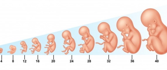 جدول زمانی رشد جنین