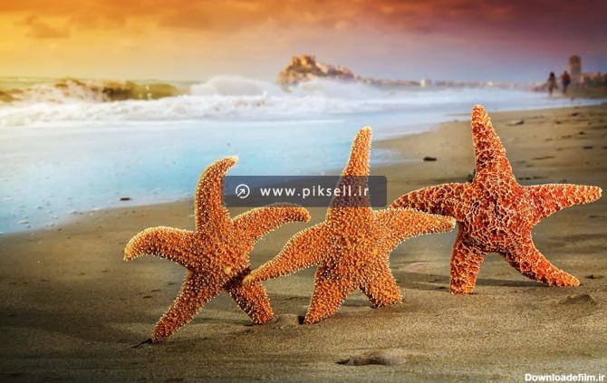 عکس با کیفیت ستاره دریایی