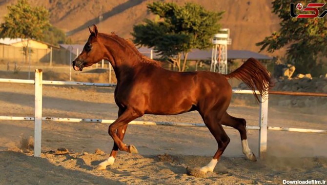 با پول دناپلاس می توانید یک اسب اصیل مصری بخرید + جدول