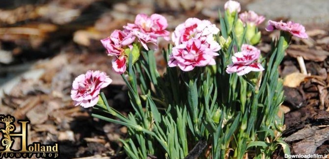 گل-میخک-یا-Carnation-سفید-صورتی
