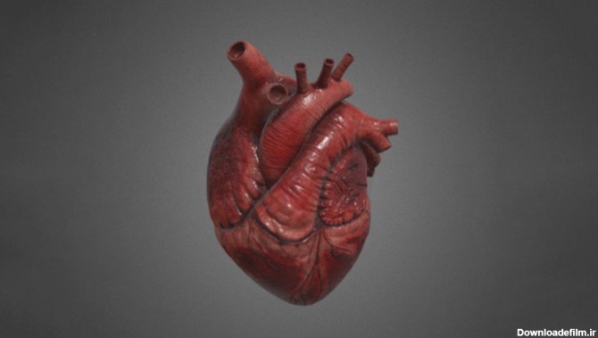 مدل سه بعدی قلب انسان Human Heart - مغزابزار