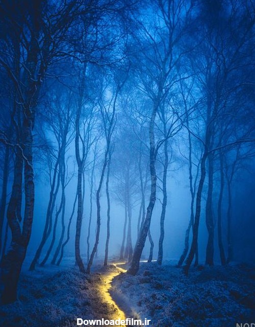 عکس شب جنگل - عکس نودی