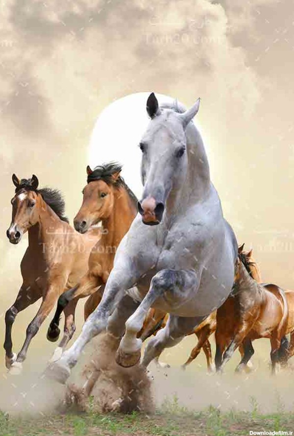 تصویر با کیفیت دسته اسب های سفید و قهوه ای - طرح 20